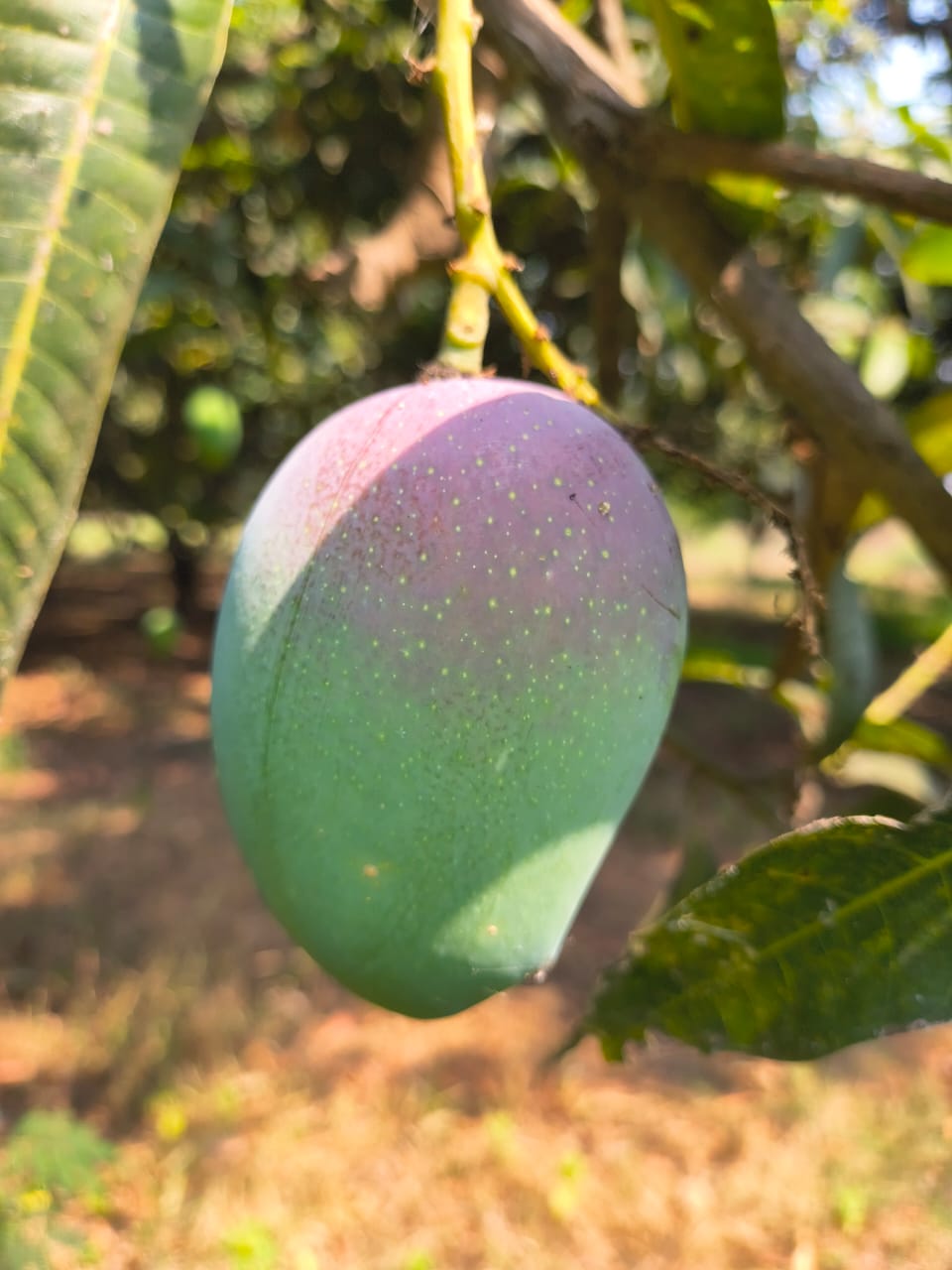 WhatsApp Image 2026 04 16 at 02.14.47 – The Mango Farm, Jangaon Telangana